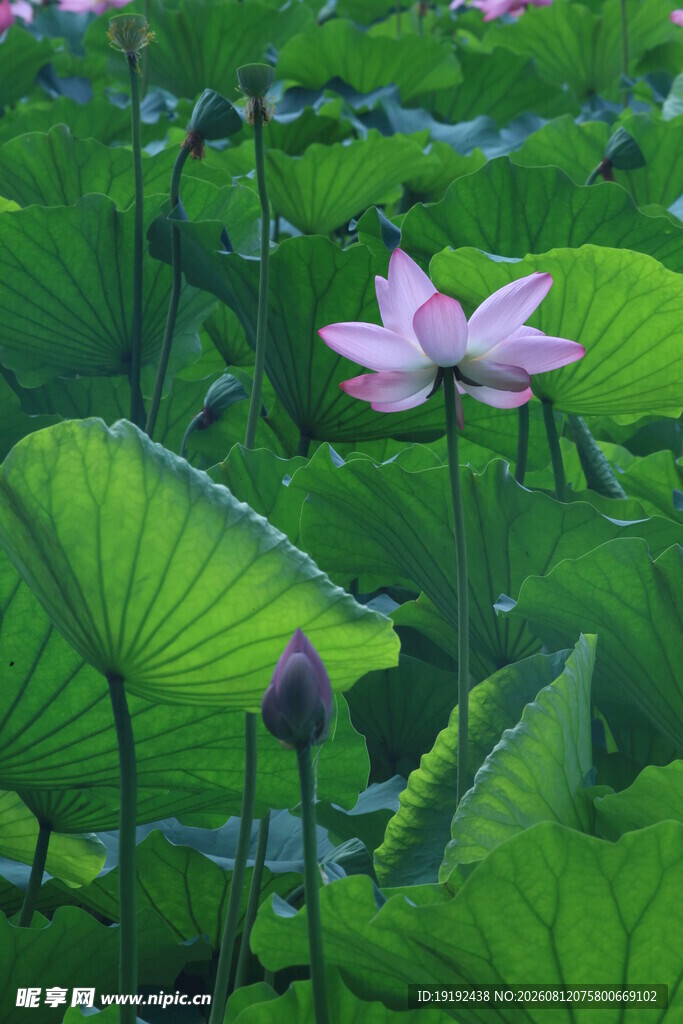 荷花荷叶  