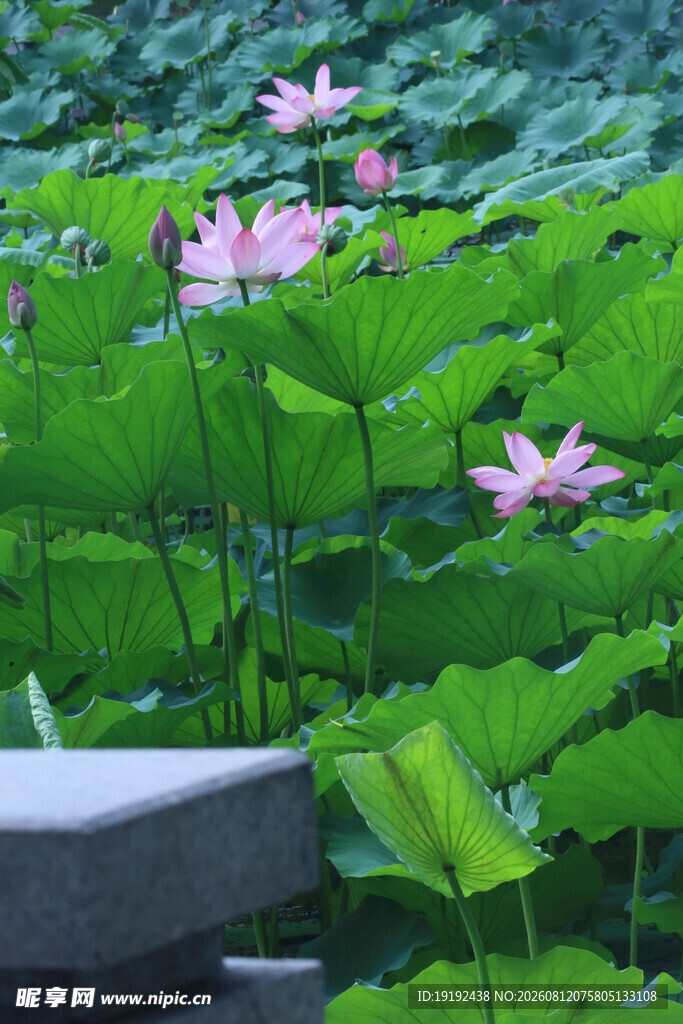 荷花荷叶  
