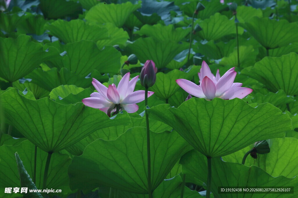 荷花荷叶 