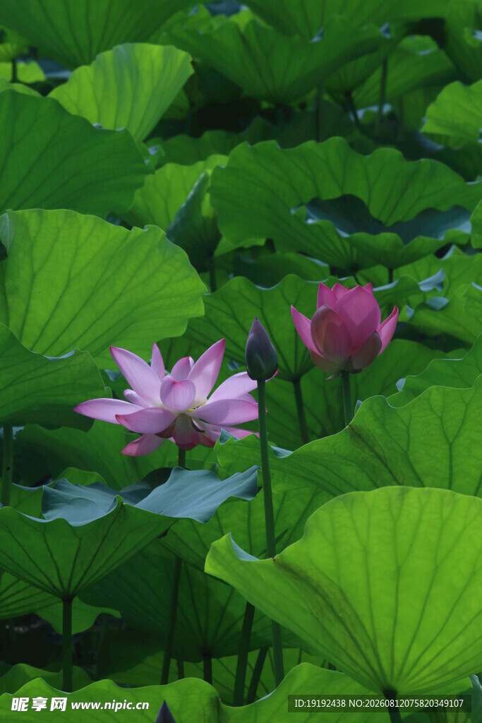 荷花荷叶  