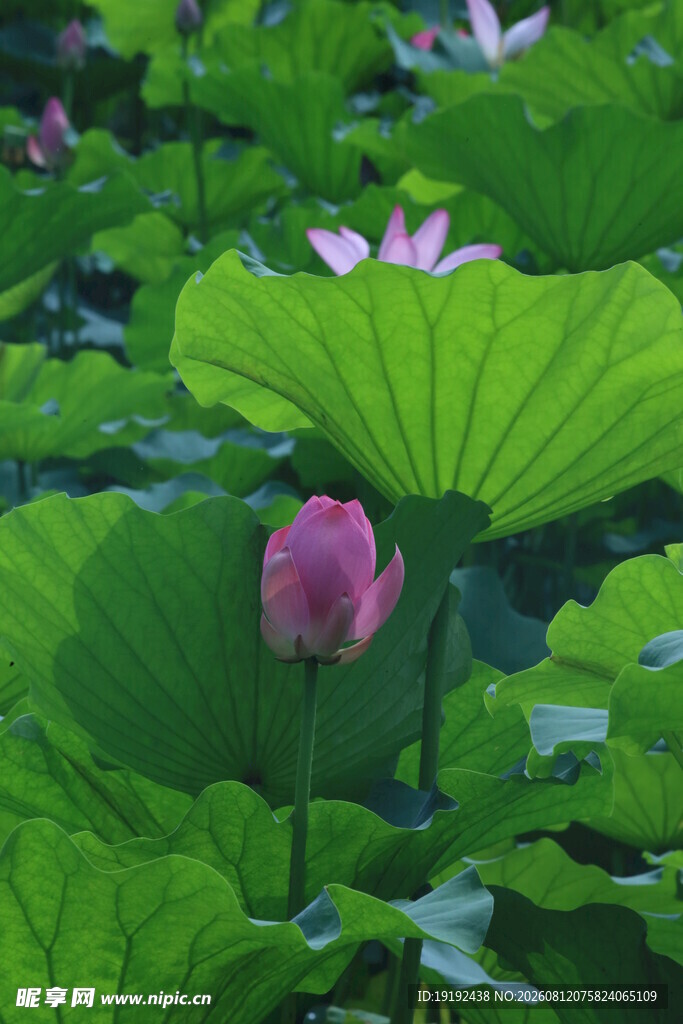 荷花荷叶  