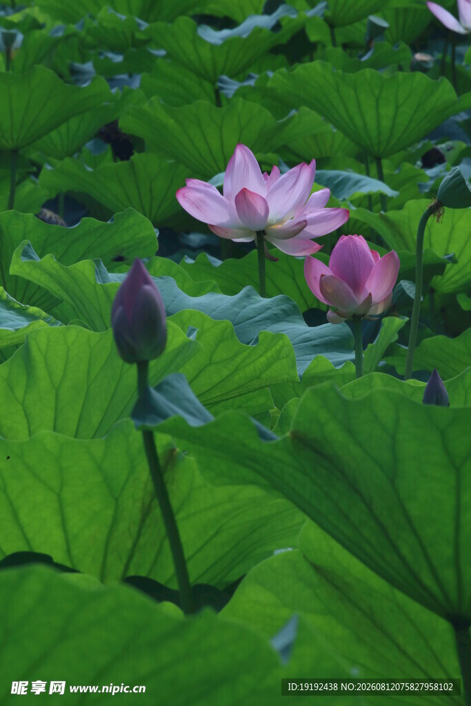 荷花荷叶  
