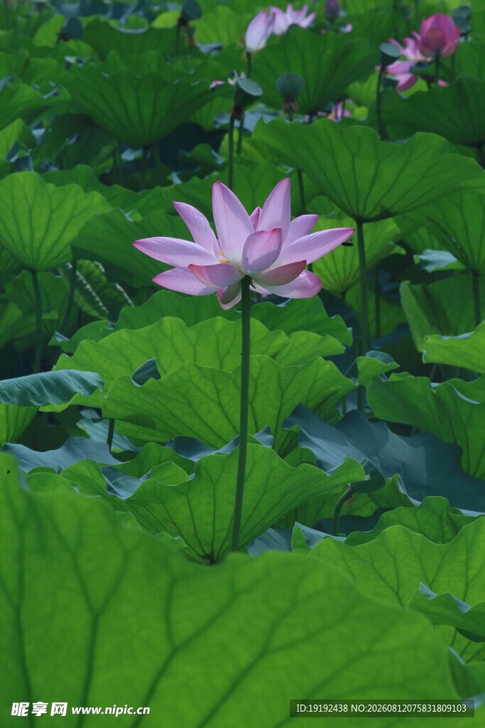 荷花荷叶  