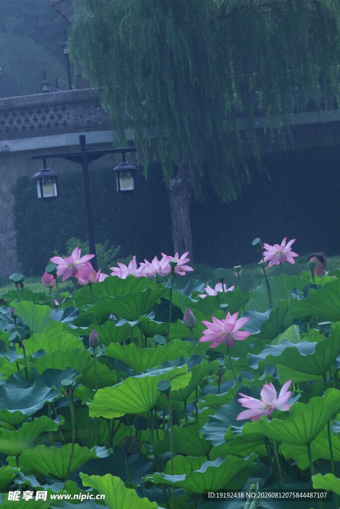 荷花荷叶 