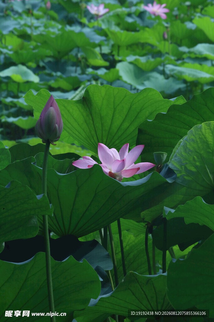 荷花荷叶  