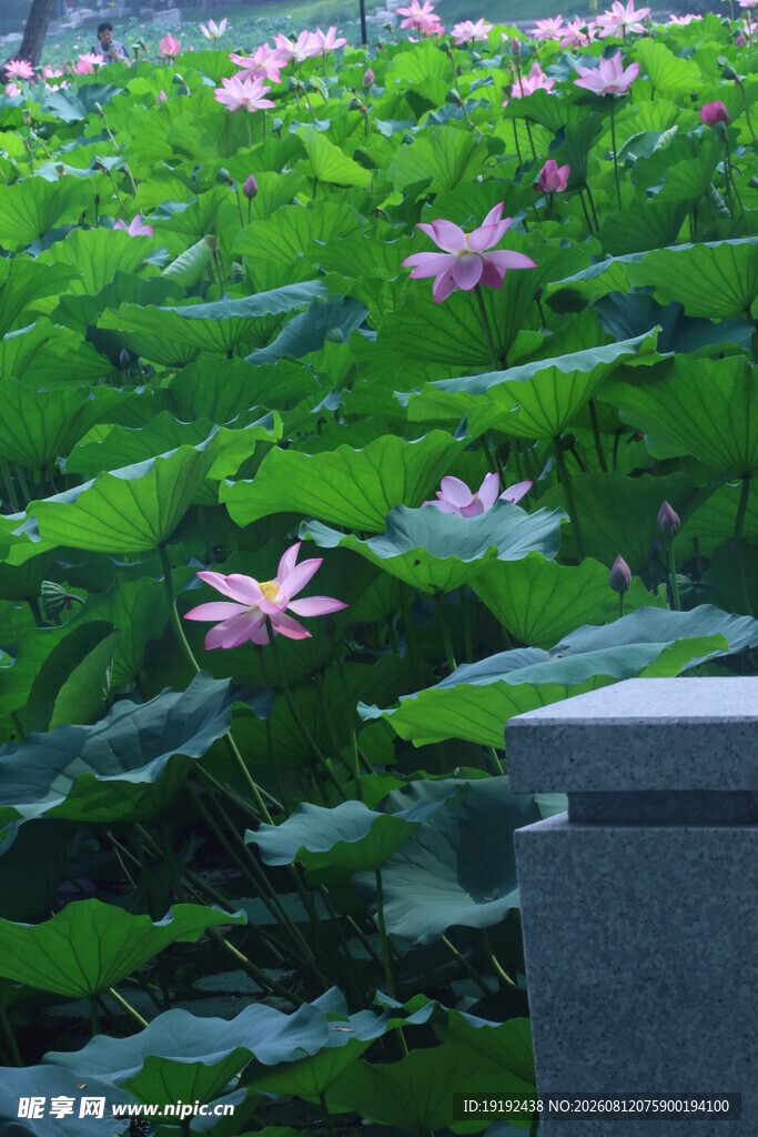 荷花荷叶 