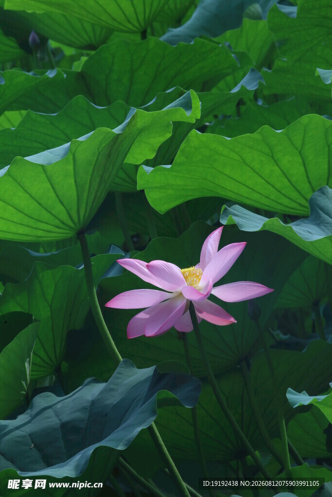 荷花荷叶