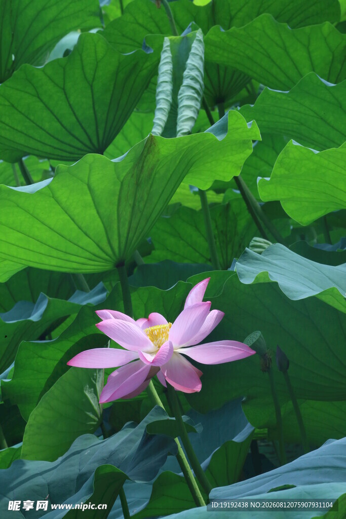 荷花荷叶  