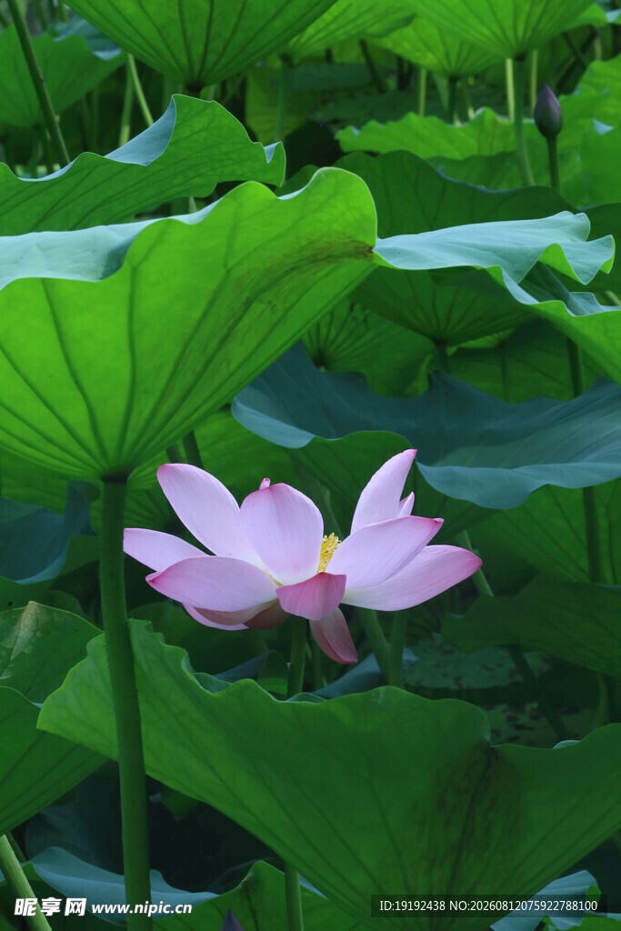 荷花荷叶  