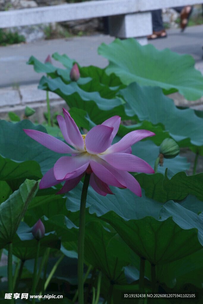 荷花荷叶  