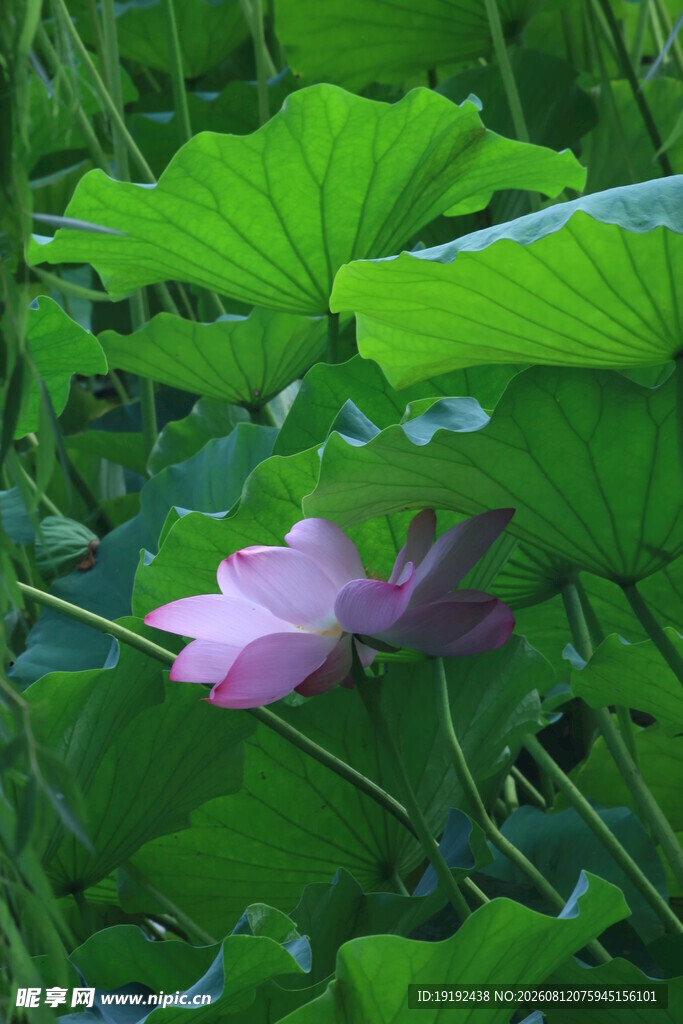 荷花荷叶 