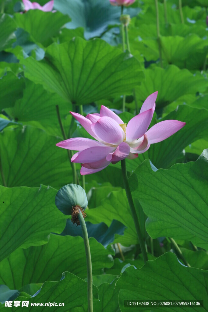 荷花荷叶 