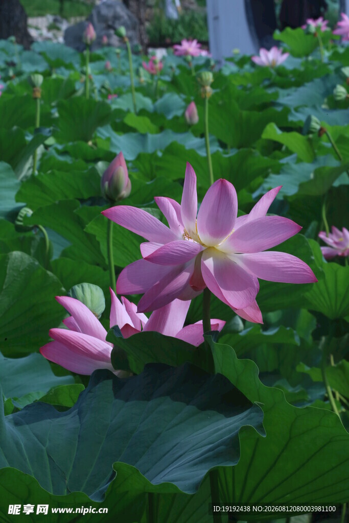 荷花荷叶 