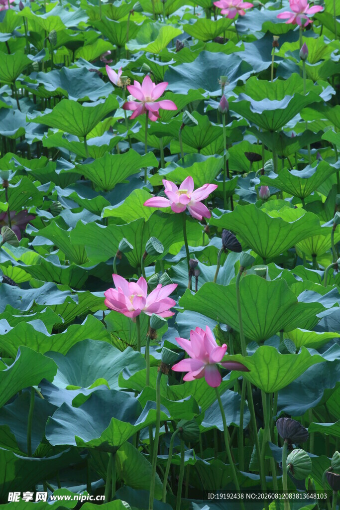 荷花荷叶 