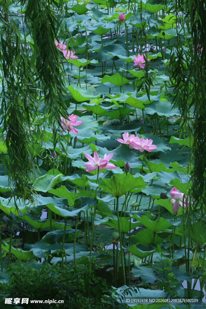 荷花荷叶  
