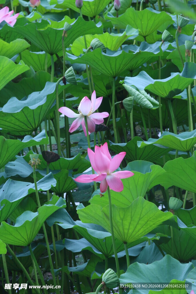 荷花荷叶  