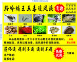 黔岭蝎王五毒追风液
