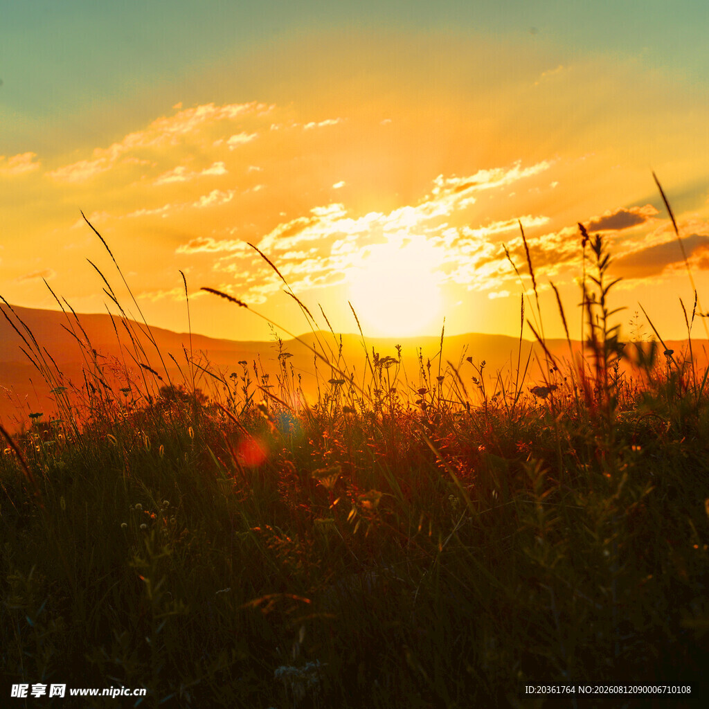 夕阳下的草地美景