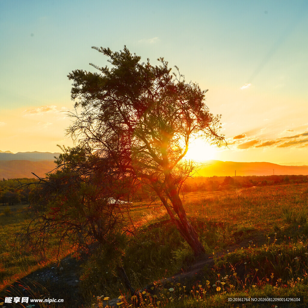 夕阳下的孤树与广袤田野