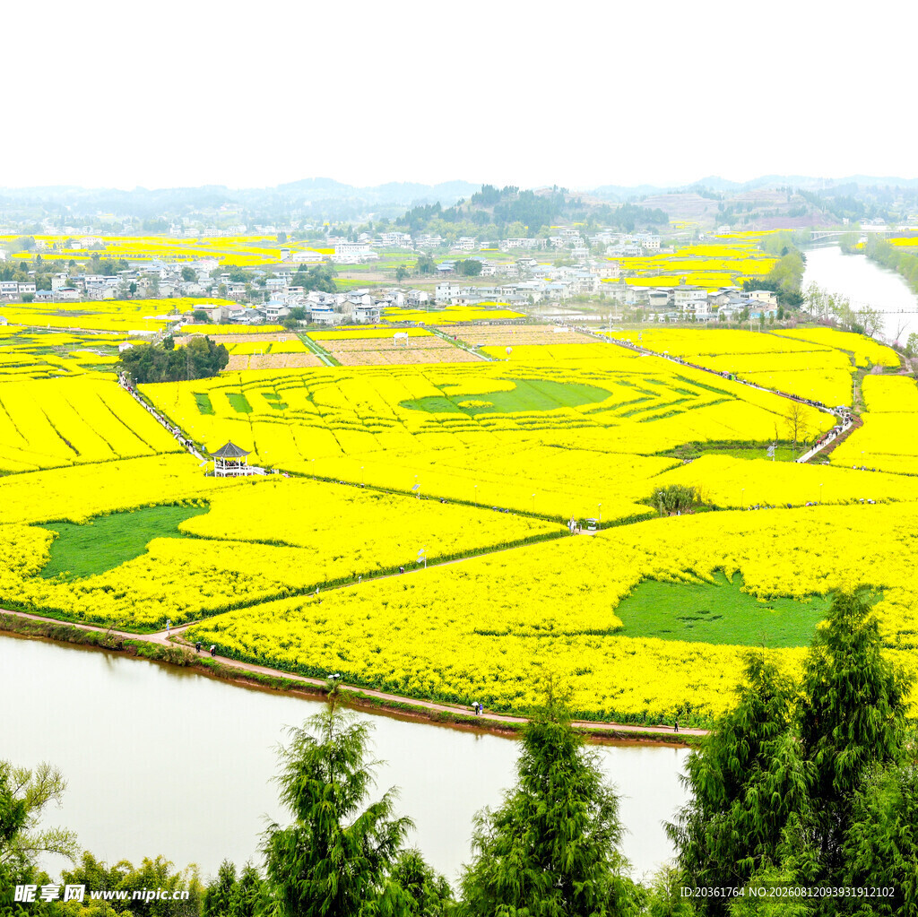 春日金黄油菜花田美景