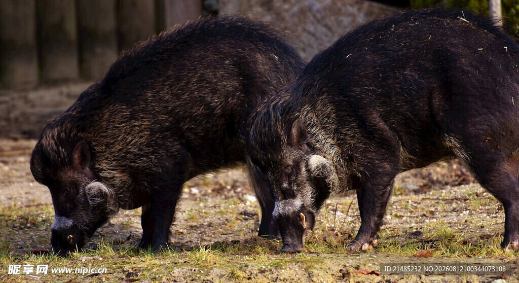 疣猪