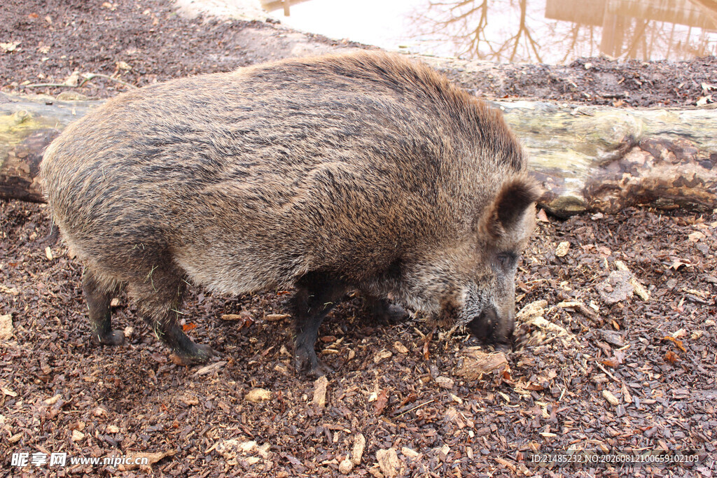 野外觅食的野猪