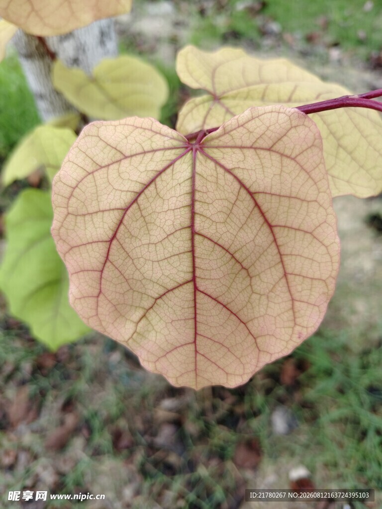 一片嫩叶