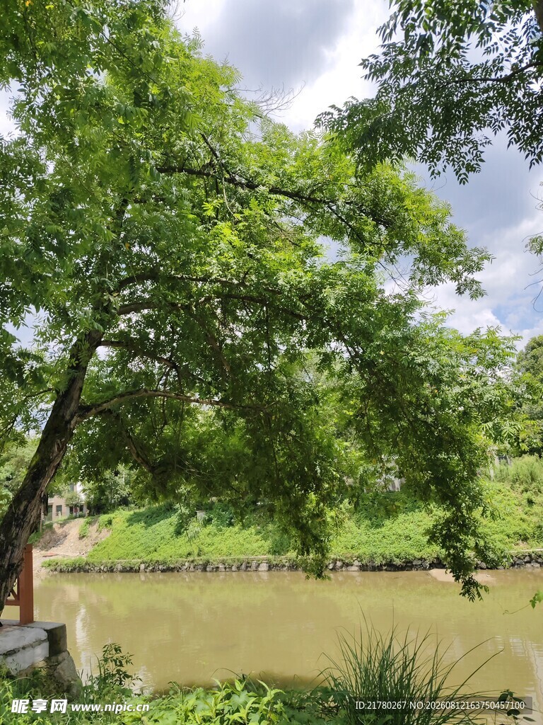 河边绿树