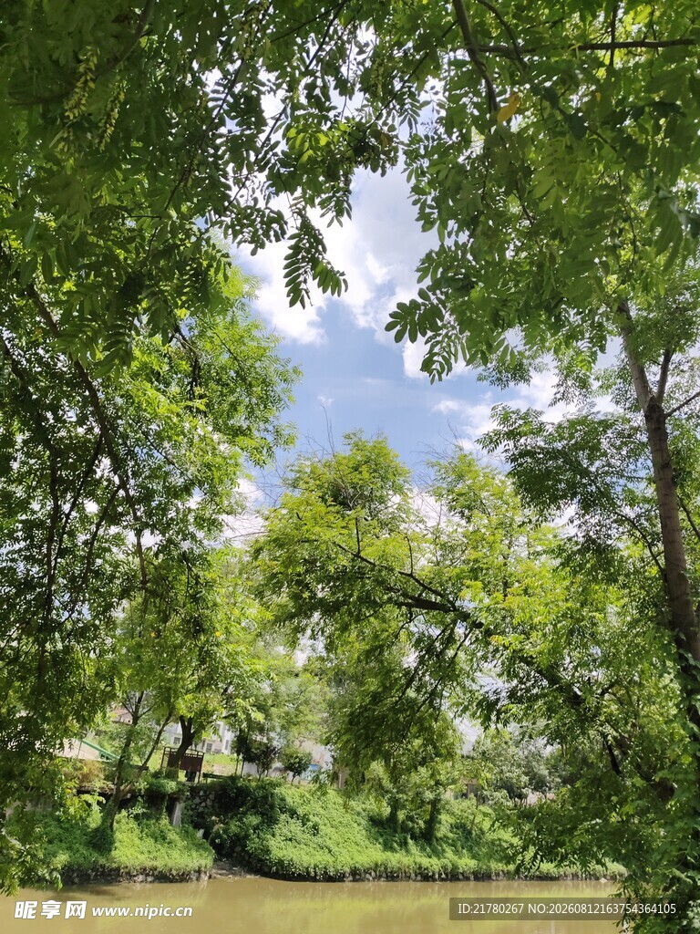 绿树成荫