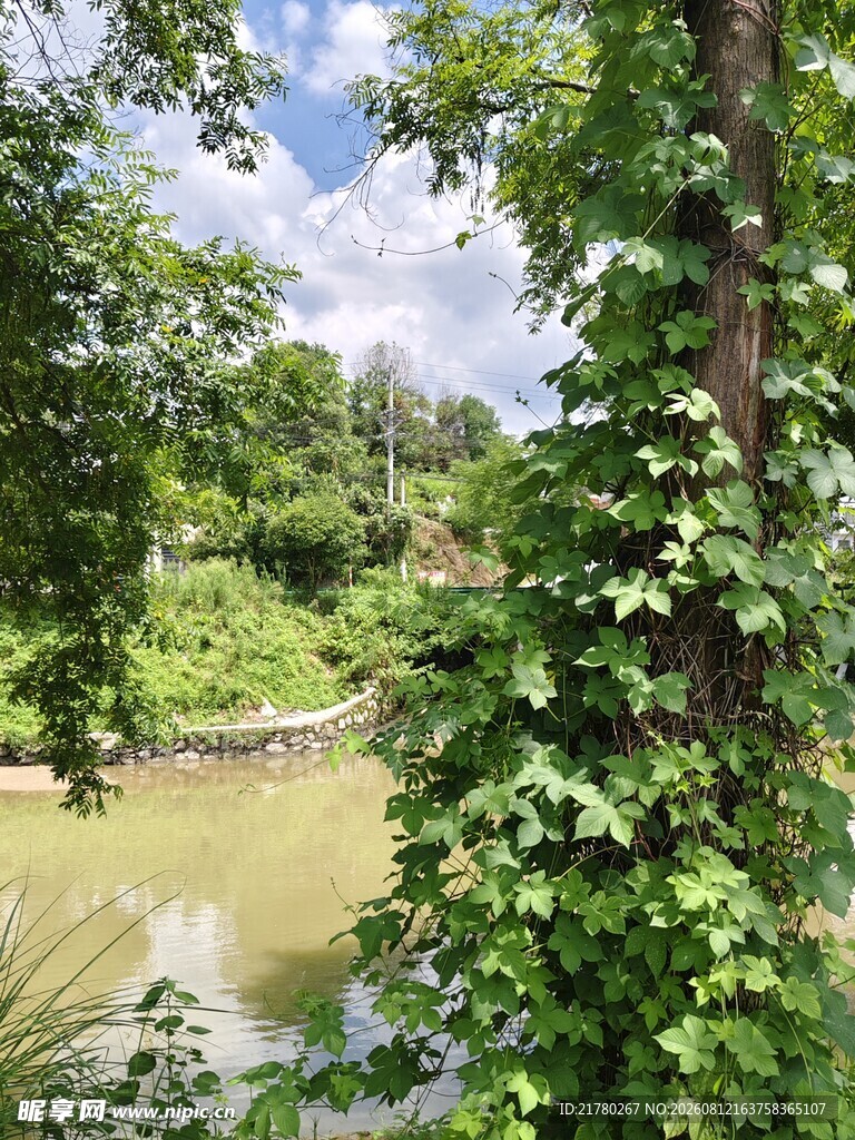 河道绿植