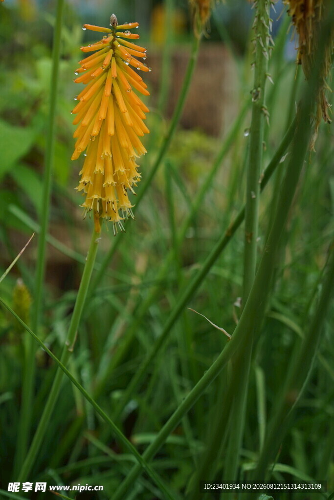 火炬花火把莲