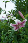 百合花