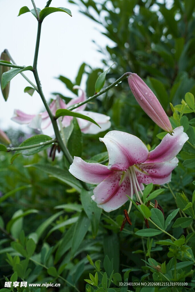 百合花