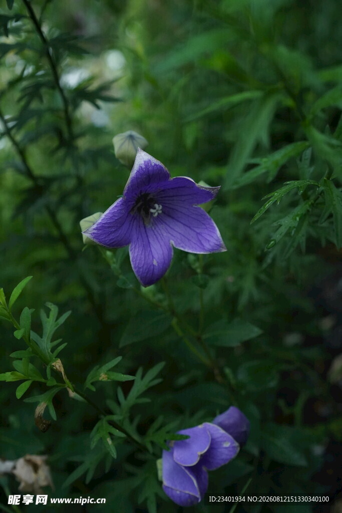 桔梗花