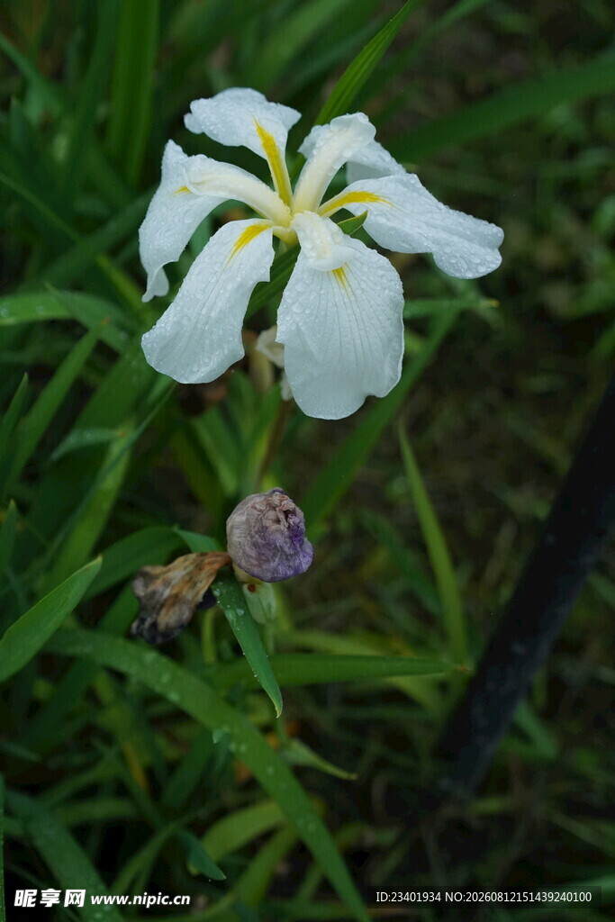 白色鸢尾花