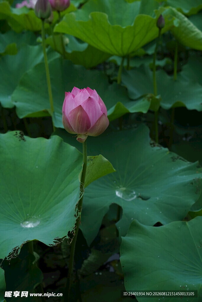 荷花