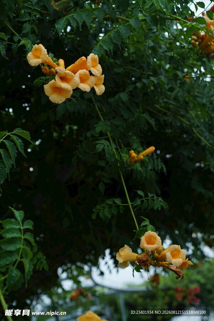 黄色凌霄花