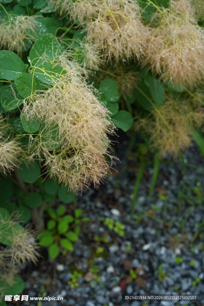 雨中烟树花卉