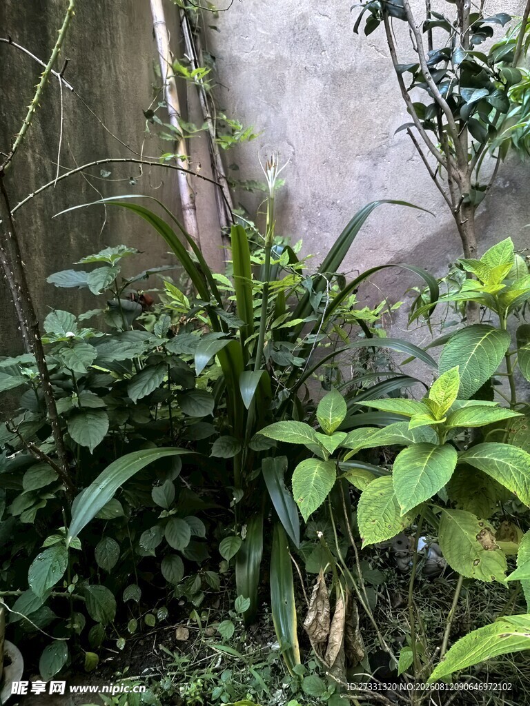 墙边绿植景致