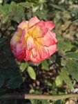 双色月季花