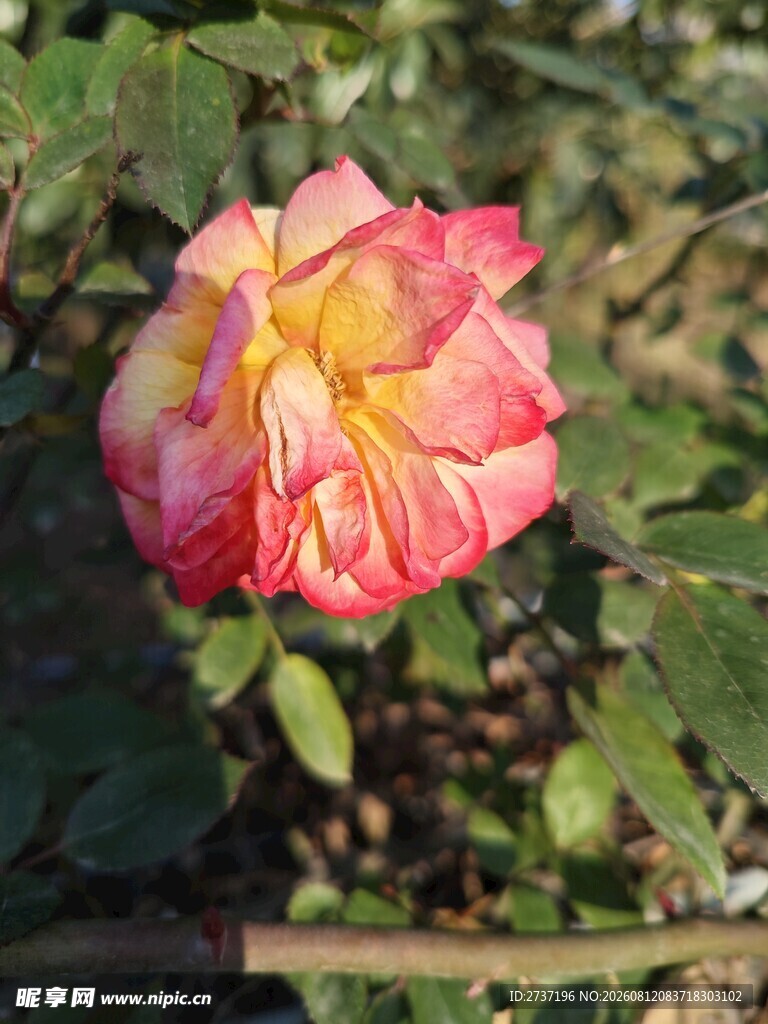 双色月季花