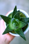 手捧星形多肉植物