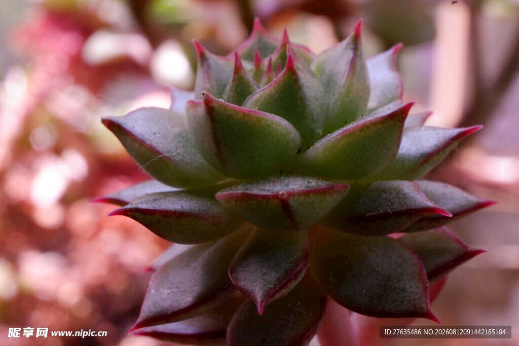 多肉植物特写