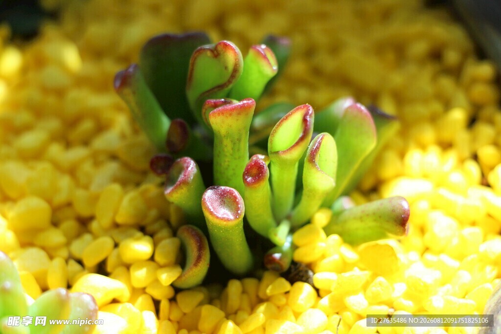 黄色基质中的嫩绿多肉植物