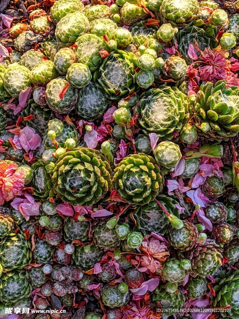 多彩多肉植物大集合