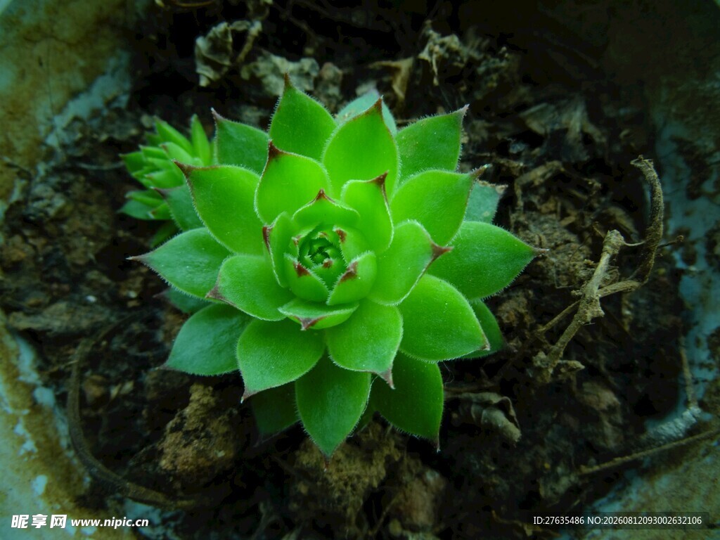 翠绿多肉植物生机盎然