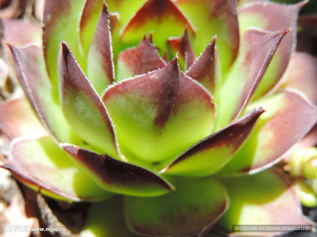 翠绿红边的美丽多肉植物