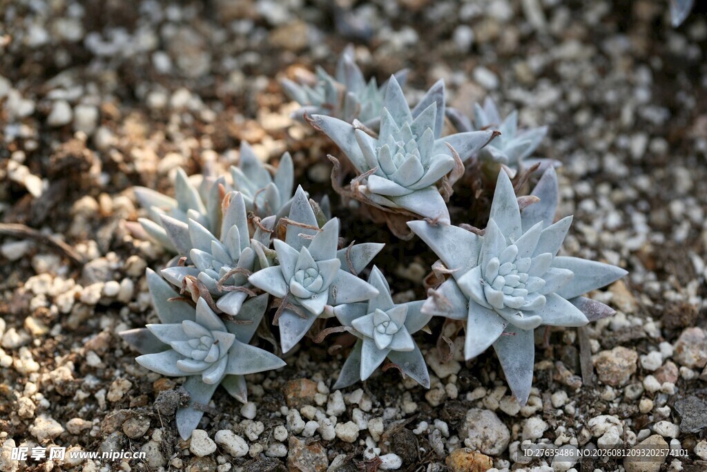 银灰色多肉植物生长于石间