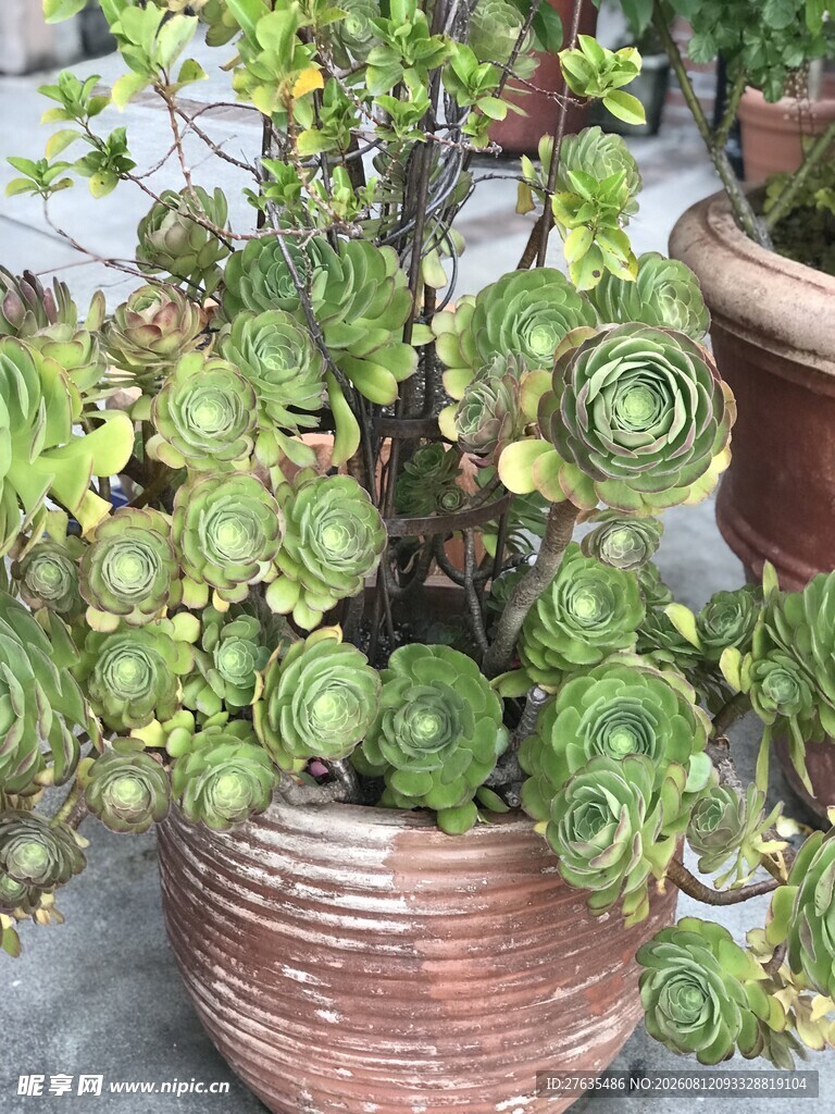 古朴花盆中的多肉植物
