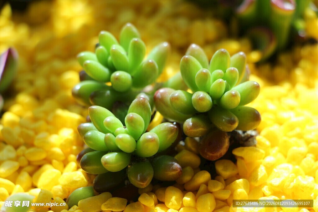 可爱多肉小植株